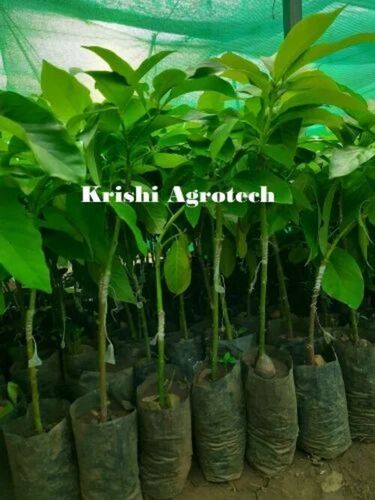 Avocado Fruit Plant - Fresh A Grade , Acidic Clay Garden Soil , 3-4 Feet Green Stem , Full Sun Exposure Variety