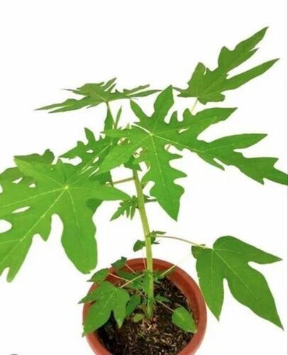 Green Berry Papaya Plant - Shelf Life: 1 Months