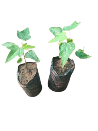 Papaya Plant - Fresh A Grade Ideal for Acidic Clay Soil Prefers Full Sun Exposure Robust Green Stem Excellent for Gardens