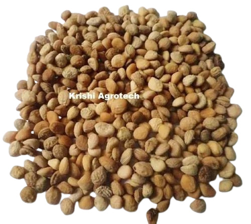 Safed Musli Seed