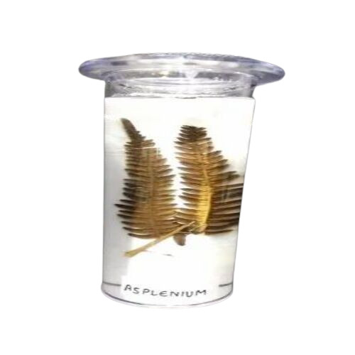 Specimen Jar - 5ml Capacity, Polypropylene Material, Transparent Color | Research Application, Box Packaging