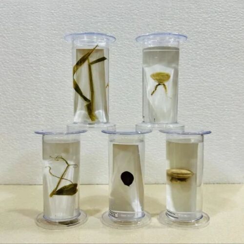 Zoom Specimen Jar