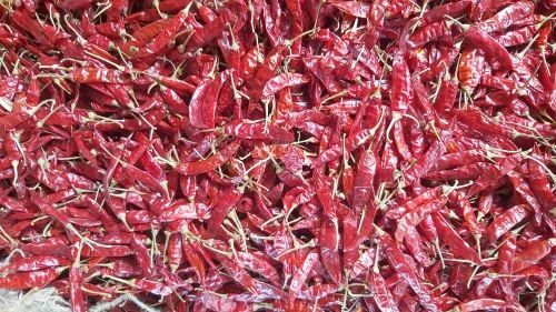 Guntur Red Chilli S10