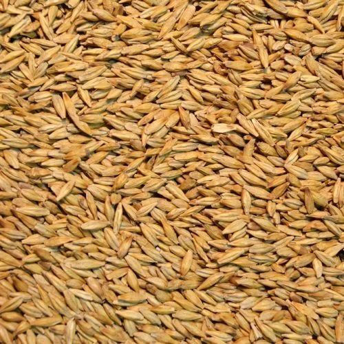 Organic Barley