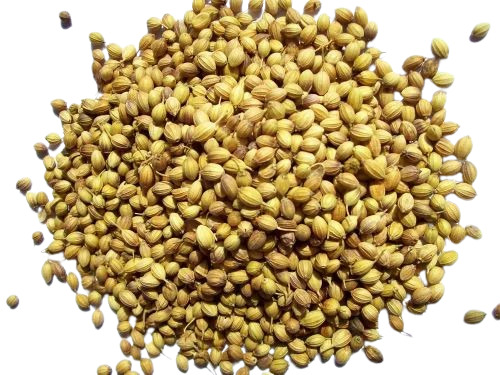Coriander Seeds - Fresh, Very Good Quality | 100% Pure, Light Green Color, Natural Drying Process, Food Grade, 25g, Healthy Spice