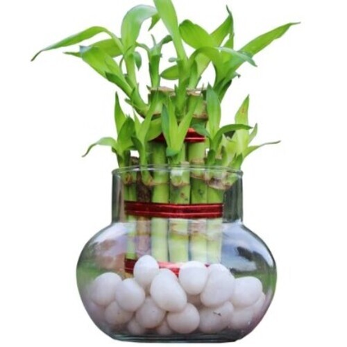 Glass Bamboo Flower Vases