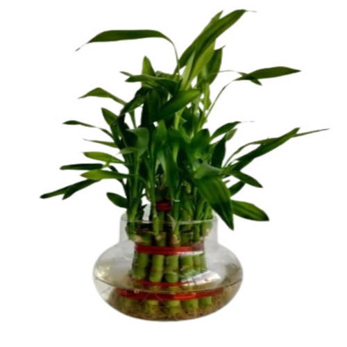 2 Layer Lucky Bamboo Plant