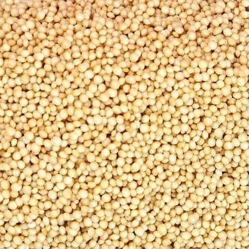 Amaranthus Caudatus Seeds - 25 Kg & 50 Kg Poly Pack | 99.99% Purity, Grade A Quality, 2-year Shelf Life