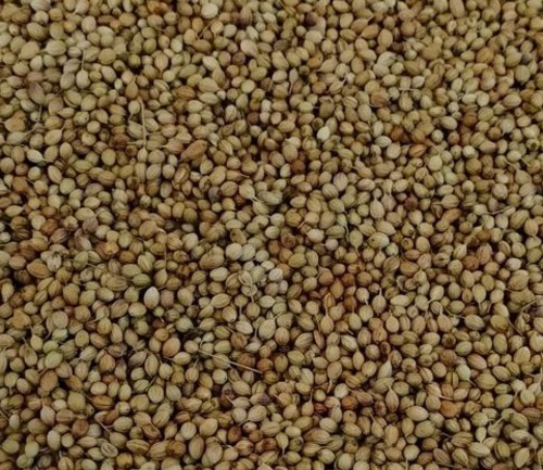 Coriander Seeds - Very Good Quality, Fresh Food Spice with 100% Purity and Natural Drying Process