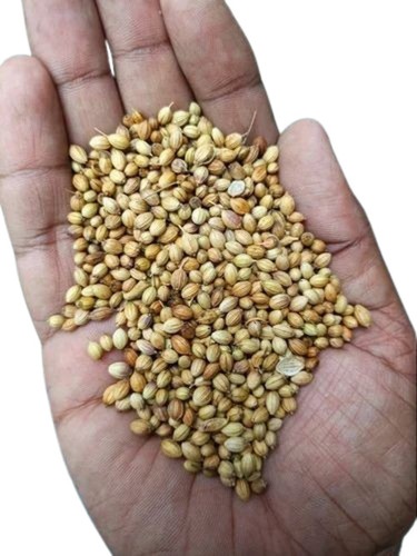 Dry Coriander Seeds - Fresh Quality, Very Good Grade | Healthy Culinary Spice, 100% Pure, Natural Drying Process