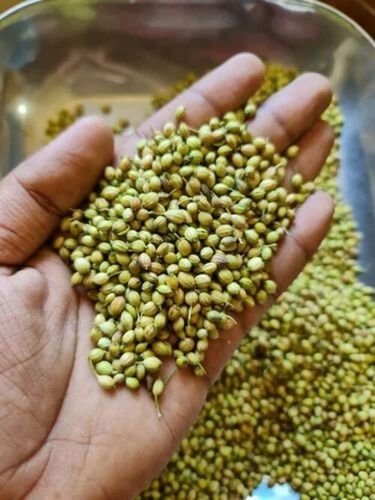 Green Coriander Seed