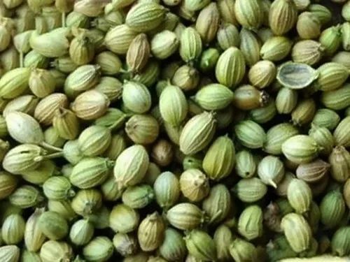 Green Coriander Seeds - Fresh, Very Good Quality | 100% Purity, Food Grade Spices Seeds, Natural Drying Process, Health Benefits