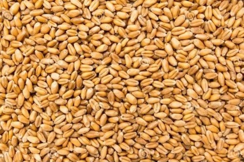 Fresh Milling Wheat - Very Good Quality, 100% Pure, Hard Brown Grains | Health Beneficial, Ideal for Cooking