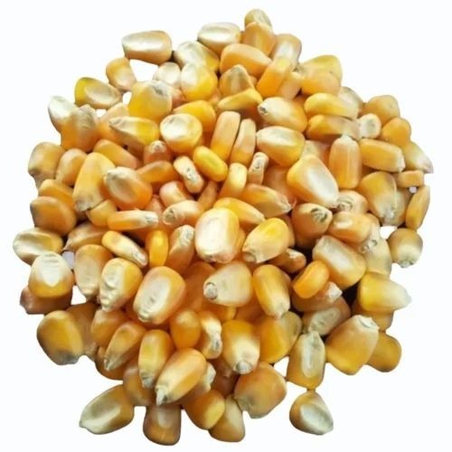 Hybrid Maize Seeds - Purity 99.99%, Grade A | Vibrant Yellow Color, Custom Packaging