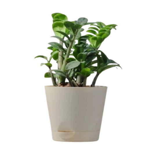 Indoor Plants - Organic Green, 100% Pure White Base for Decorative Use | Perfect for All Sizes