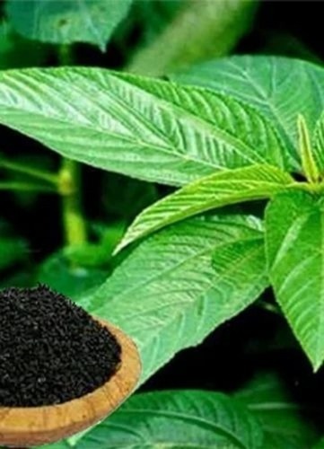 Jute Organic Seeds - 25/50 kg Bags | Organic, 99% Purity, Grade A Quality, Ideal for Natural Farming Solutions