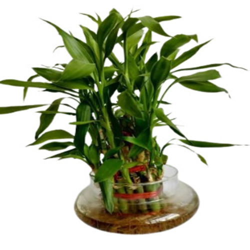 Lucky Bamboo Plants - Organic Green Decoration | All Sizes Available, Ideal for Enhancing Aesthetics and Promoting Tranquility