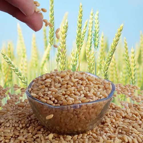 Milling Wheat - Fresh, Very Good Quality, Hard Brown Grain | 100% Purity, Naturally Dried, Good for Health, Ideal for Cooking
