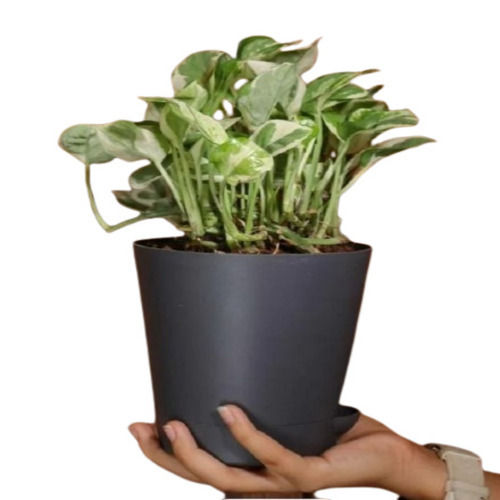 Money Plant N Joy