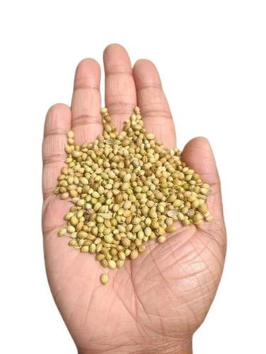 Organic Coriander Seed - Fresh, Very Good Quality | 100% Pure, Natural Drying Process, Brown Color, Healthy Food Spice