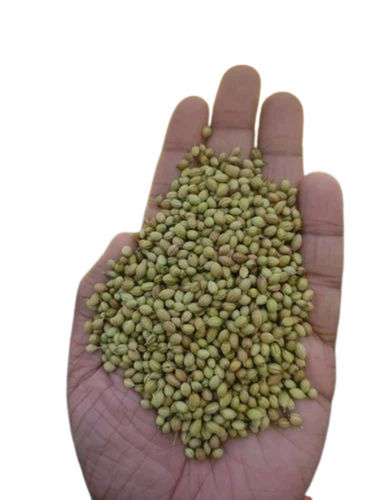 Organic Coriander Seeds