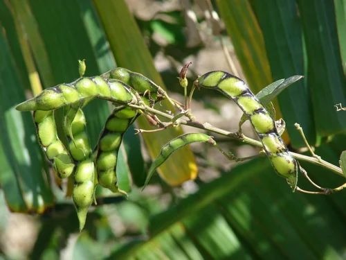 Pigeon Pea Seed - Dried High Protein Crop Pack Size 25 KG | Grade A, Hybrid 1, Purity 99.99% in Durable HDPE Bags