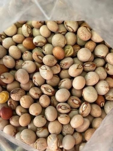 Pigeon Pea Seeds - Organic, Natural Specialty | Grade A, Purity 99.99%, Packaged in Dry Place for Optimal Storage