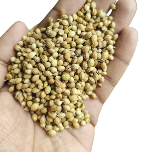 Pure Coriander Seeds - 100% Natural Drying Process, Fresh Brown Food Grade Spice Seeds Good for Health