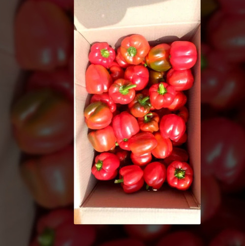 Red Capsicum - Shelf Life: 2 Week