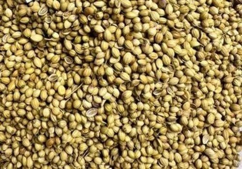 Scooter Brown Coriander Seeds