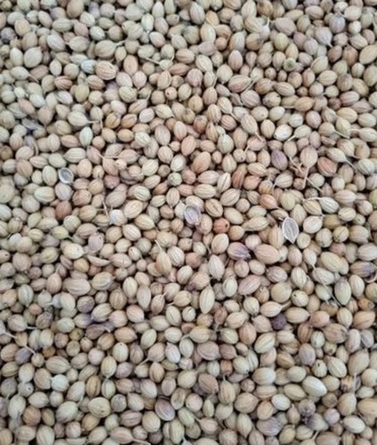 Scooter Coriander Seeds - Fresh and Very Good Quality, 100% Pure Food Grade Spices Seeds, Natural Drying Process, Brown Color, Good for Health