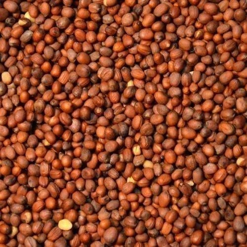 White Radish Seeds - Organic, 500 Gms Polythene Bag | Natural, Grade A, Hybrid 1, 99.99% Purity