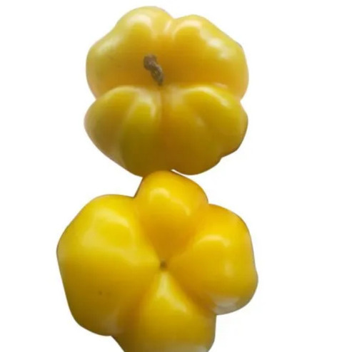 Yellow Capsicum - Shelf Life: 2 Week