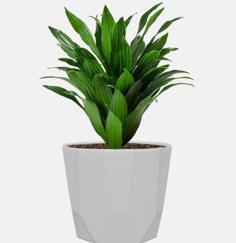 White Plastic Planter - 30 Inch Height, Rectangular Balcony Mounted Design | Ideal for Decorative Use