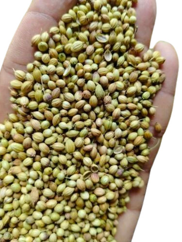 Organic Coriander Seed - Light Green, Very Good Quality | Fresh, Natural Drying Process, 100% Purity, Good for Health