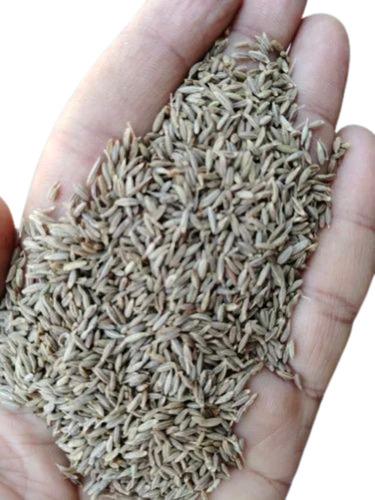 Organic Cumin Seed
