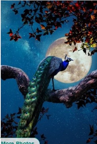 3D Nature Peacock Wallpaper - PVC Material, Various Sizes | Waterproof, Easy to Clean, Long Lasting Finish for Enhanced Wall Aesthetics