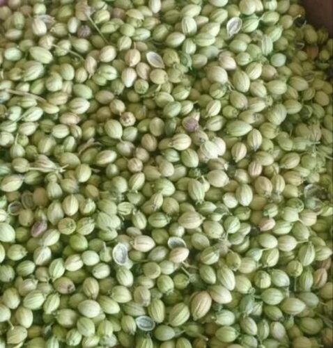 Green Coriander Seeds - Fresh and High-Quality Spice Seed, 100% Pure | Very Good for Health, Naturally Dried, A Grade