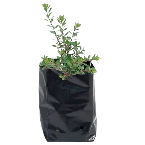 Hdpe Grow Bag - Customisable Size Customisable Shape Black | Durable HDPE Material for Agricultural Use