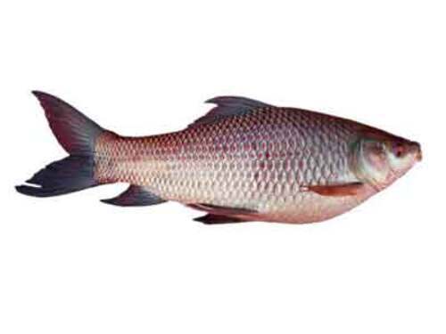 Rohu Fish - Fresh Disease-Free Whole Piece, Very Good Quality with 1 Day Shelf Life, Perfect for Fried Cooking