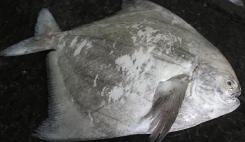 Chinease Pomfret Fish - Bulk Polybag Freezing Process Fresh Style | Hygienically Packed Good For Health Ideal for Cooking