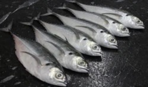Horse Mackerel Fish - Cold Storage, Fresh Seafood Variety | Hygienically Packed, Good For Health, Suitable for Cooking