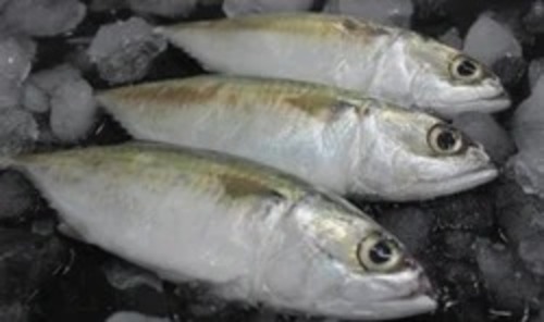 Indian Mackerel Fish - Frozen Variety: Mackerel | Good For Health Hygienically Packed Fresh Cold Stored Seafood for Cooking