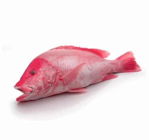 Silver Croaker Fish - Fresh Seafood in Bulk Hygienically Packed for Cooking Good For Health