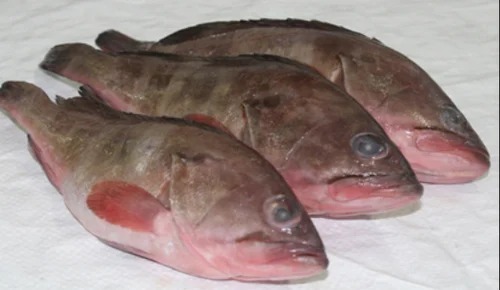 Silver Croaker Fish - Fresh Hygienically Packed | Cold Storage Good For Health Bulk Polybag Packaging