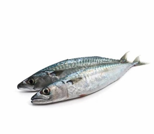 Sardine Fish - Frozen Bulk Polybag Packaging | Good For Health Hygienically Packed Fresh Style