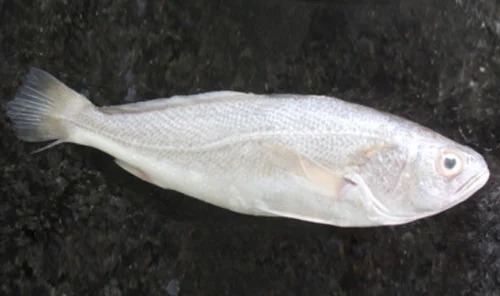 Silver Croaker Fish - Frozen Bulk Polybag Block | Fresh Hygienically Packed Good For Health