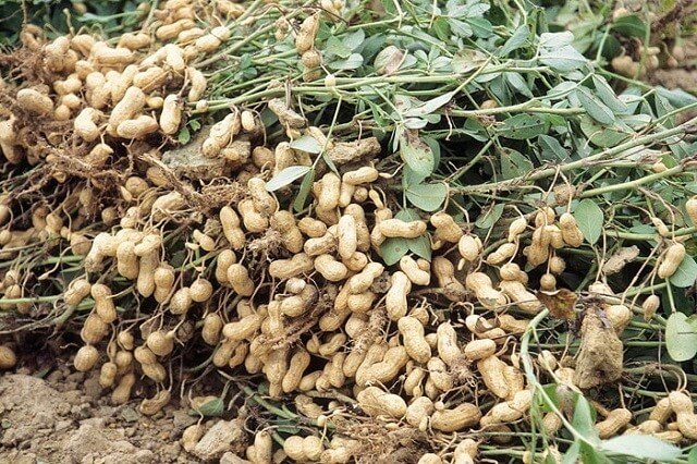 Groundnuts