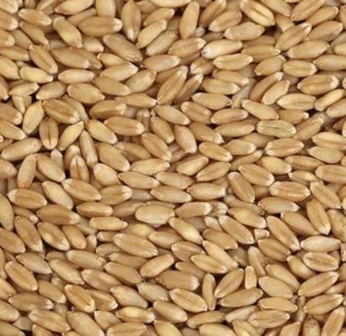 Wheat Grains