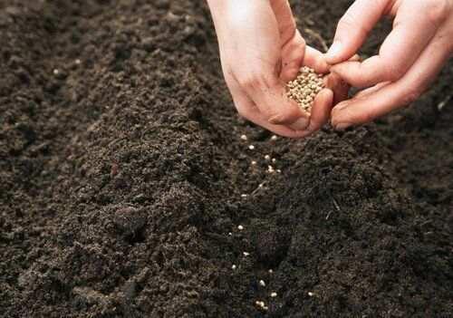 Agriculture Seeds - Ash %: .